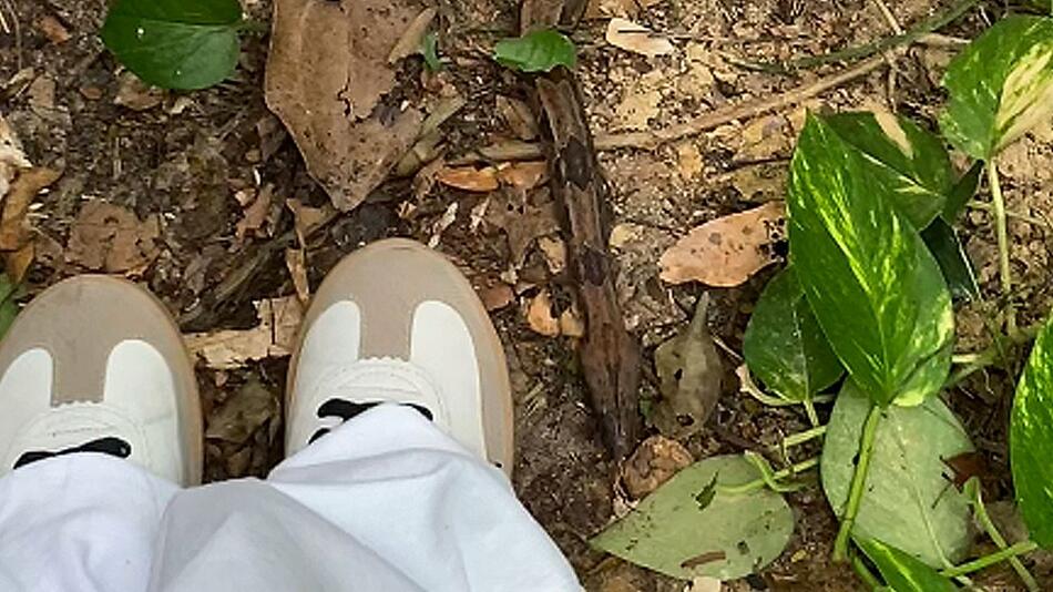 Schlange ausgewildert: Königsboa gleitet direkt an den Füssen einer Frau vorbei