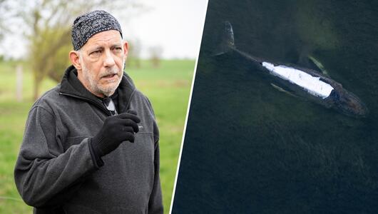 Sergio Bambaren und der Buckelwal