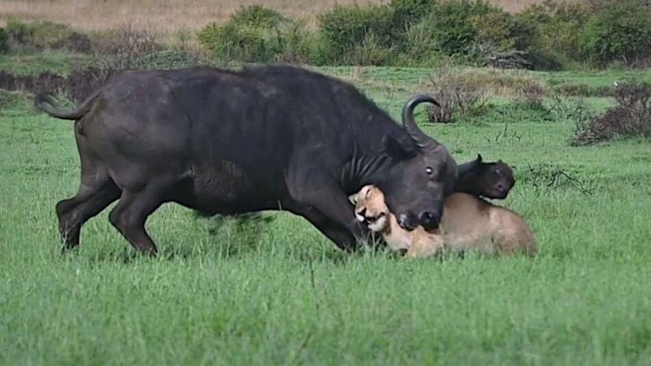 Kalb in Lebensgefahr: Büffel stellt sich Löwenrudel entgegen