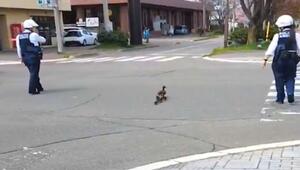 Vögel im Verkehr: Polizisten helfen Entenfamilie über die Strasse
