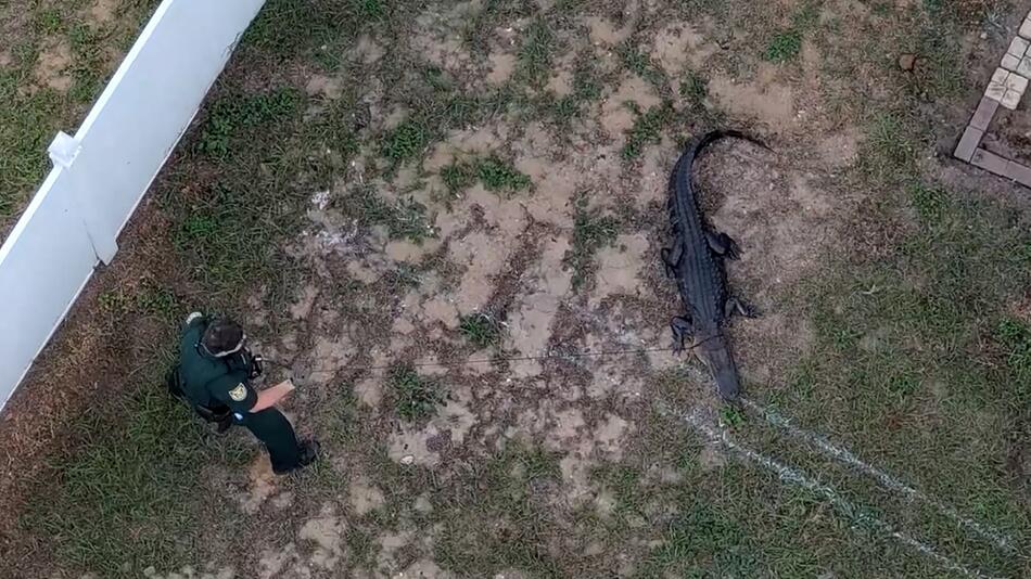 Alligator auf der Veranda – Polizei fängt überraschenden Besucher