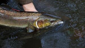 Rückgang um gut 80 Prozent bei wandernden Süsswasserfischen
