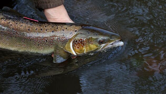 Rückgang um gut 80 Prozent bei wandernden Süsswasserfischen