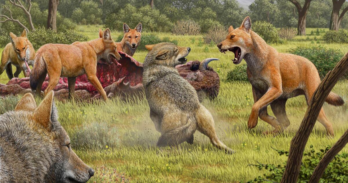 JXK Wolfstatue – Angreifender Nordamerikanischer Grauwolf, Handbemaltes Polyresin, Tier-Deko Für Sammler