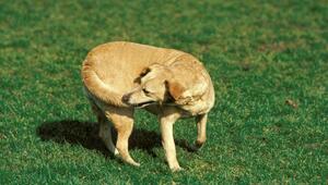 Hund jagt eigenen Schwanz 