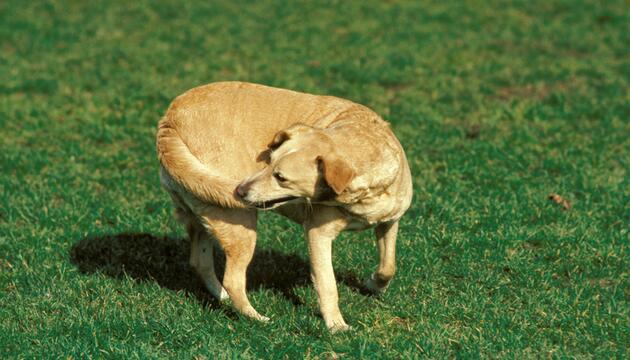 Hund jagt eigenen Schwanz 