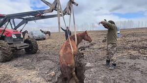 Traktor-Rettung: Bauern befreien trächtige Stute aus Graben
