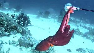 Kamera im Visier: Taucher liefert sich Tauziehen mit Tintenfisch