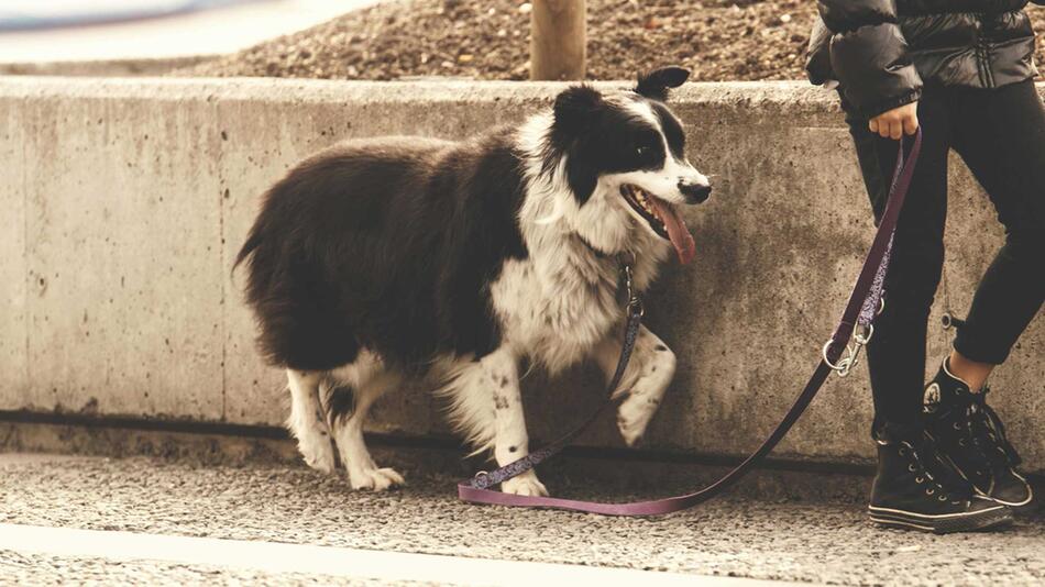 Ein schwarz-weisser Border Collie mit herausgestreckter Zunge, der an einer lila Leine neben ...