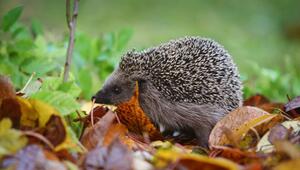 Ein Igel läuft durch einen Garten