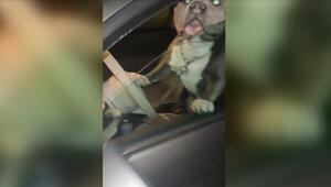 Vierbeiner am Steuer: Hund ruft Frauchen per Hupe zurück