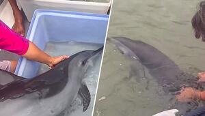 In seichtes Wasser verirrt: Taucher retten Delfinmutter und Kalb