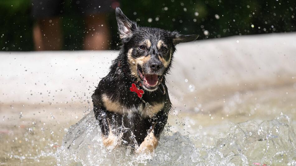 Hund rennt durchs Wasser