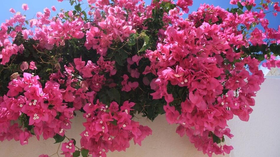 Bougainvillea kannst du einfach überwintern