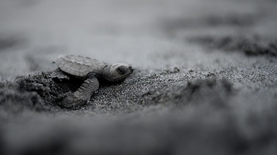 Meeresschildkröte am Strand von Morong