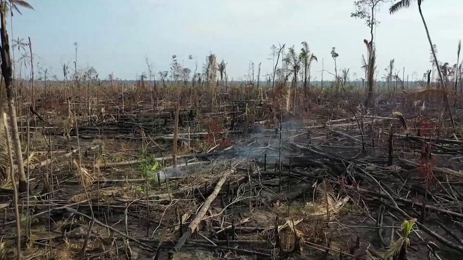 Abholzung Amazonas