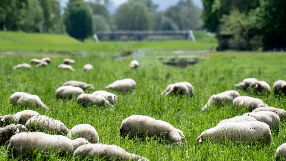 Schafe in der Leineaue