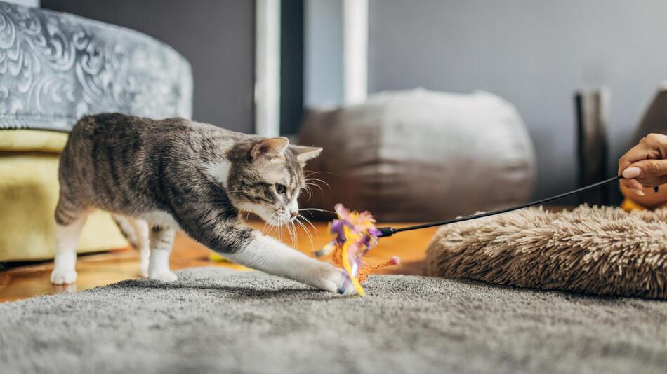 Katze spielt