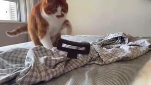 Tierischer Abflug: Haarspange bringt Katze völlig aus dem Konzept