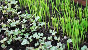 Aussaat im Dezember – was jetzt noch möglich ist