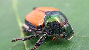 Präparierter Japankäfer (Popillia japonica)