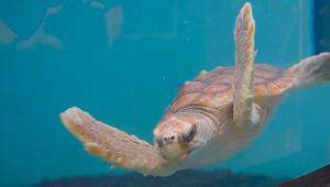 Zurück ins Meer: Drei gerettete Karettschildkröten vor den Azoren ausgewildert