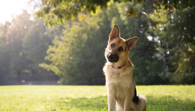 Hund neigt den Kopf