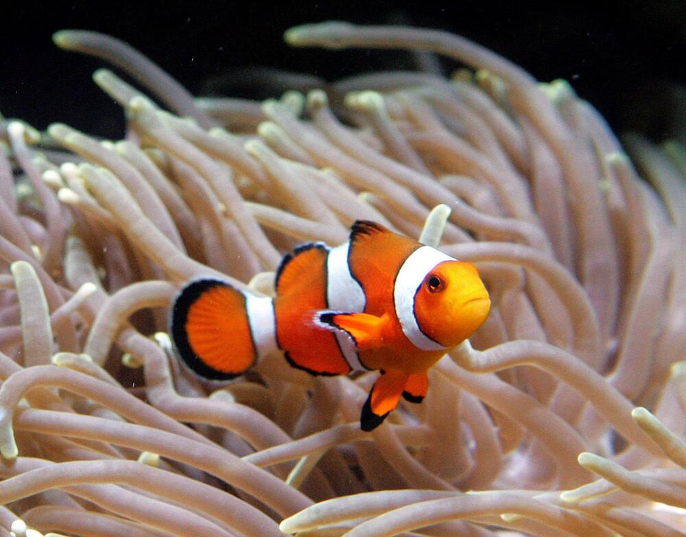 Clownfisch