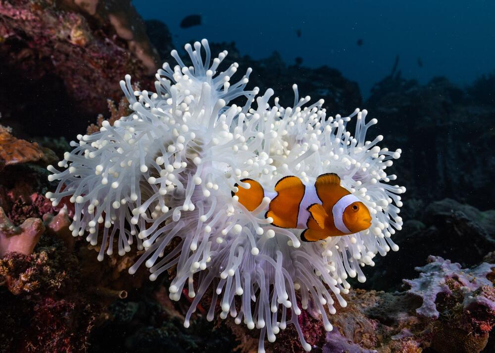Clownfische an einer Anemone