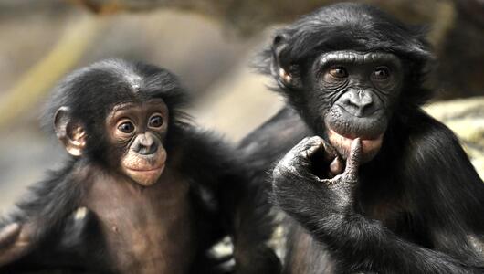 zwei Bonobos, die nebeineinander sitzen. 