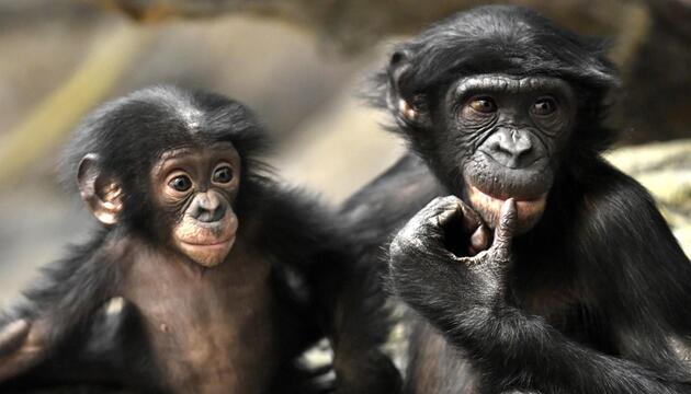 zwei Bonobos, die nebeineinander sitzen. 