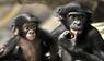 zwei Bonobos, die nebeineinander sitzen. 