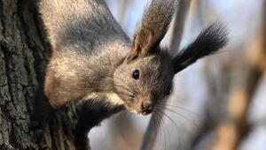Ein graues Eichhörnchen krallt sich an einen Baumstamm.