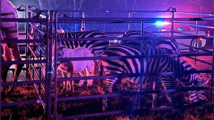 Zebras auf der Strasse in einem Zaun