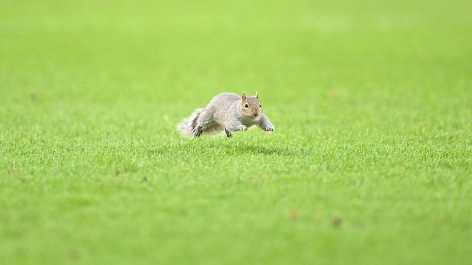 Eichhörnchen, Fussball, Spiel zwischen Hull City und Norwich City