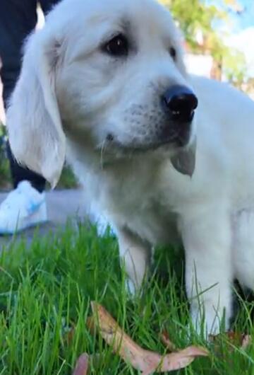 Hundewelpe