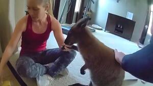 Instagram-Star auf Abwegen: Polizei bringt entlaufenes Wallaby nach Hause