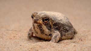 Wüstenregenfrosch