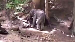Zwei Tage alleine gestrandet: Wildhüter retten Elefantenbaby in Thailand