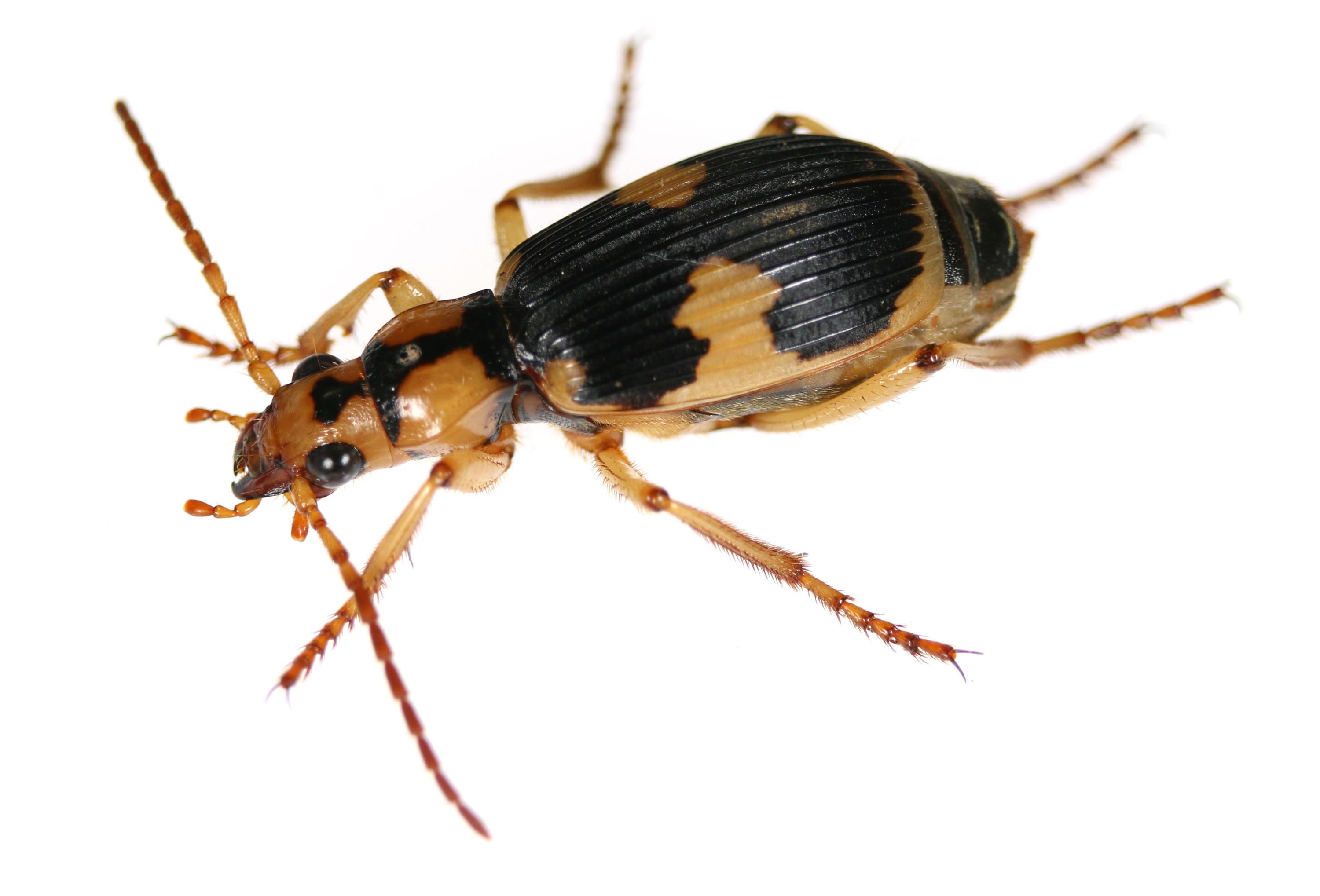 Furzender Käfer, stechende Wanze: Insekten überraschen Forscher