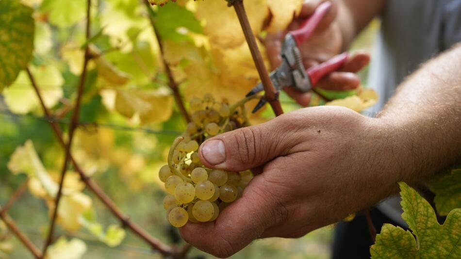 Erntehelfer bei der Weinlese