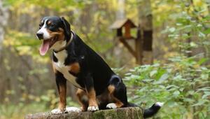 Hund im Wald