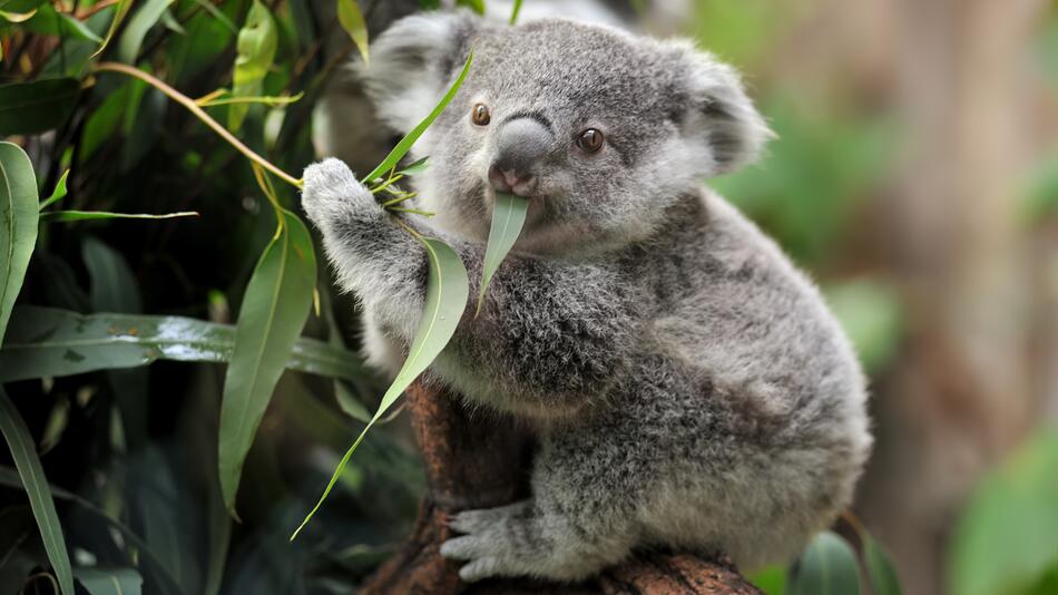 Koala in baum