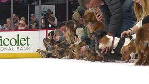 Hunde auf dem Eis: Dackelrennen für guten Zweck in Wisconsin