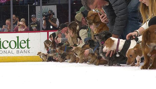 Hunde auf dem Eis: Dackelrennen für guten Zweck in Wisconsin
