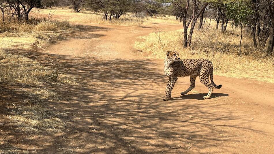 Gepard in Namibia