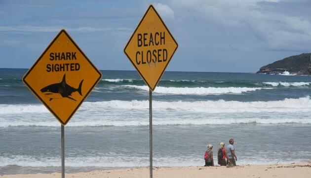 Haiangriffe in Australien