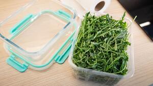 Rucola liegt in einer Frischhaltedose