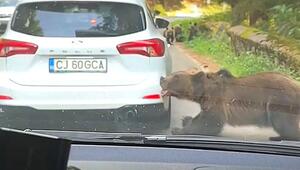 Biss in die Stossstange: Bär in Rumänien reisst Autoteil von Wagen