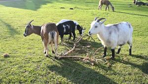 Verfahren gegen Tierpark wegen Verletzung in Streichelgehege